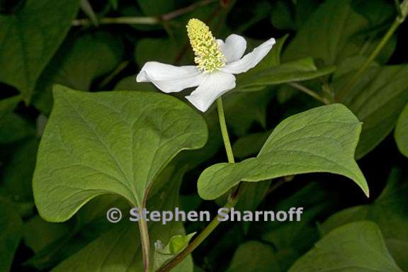 houttuynia cordata 1 graphic